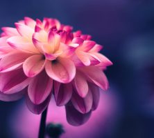 Powder Springs, GA funeral home