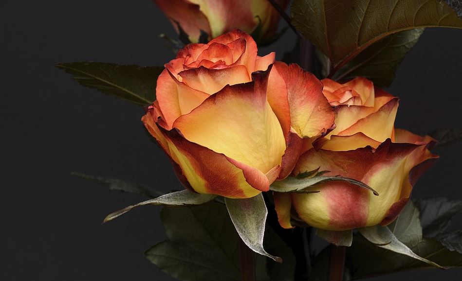 cremation services in Marietta, GA