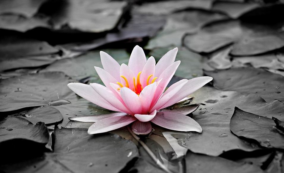 cremation services in Powder Springs, GA