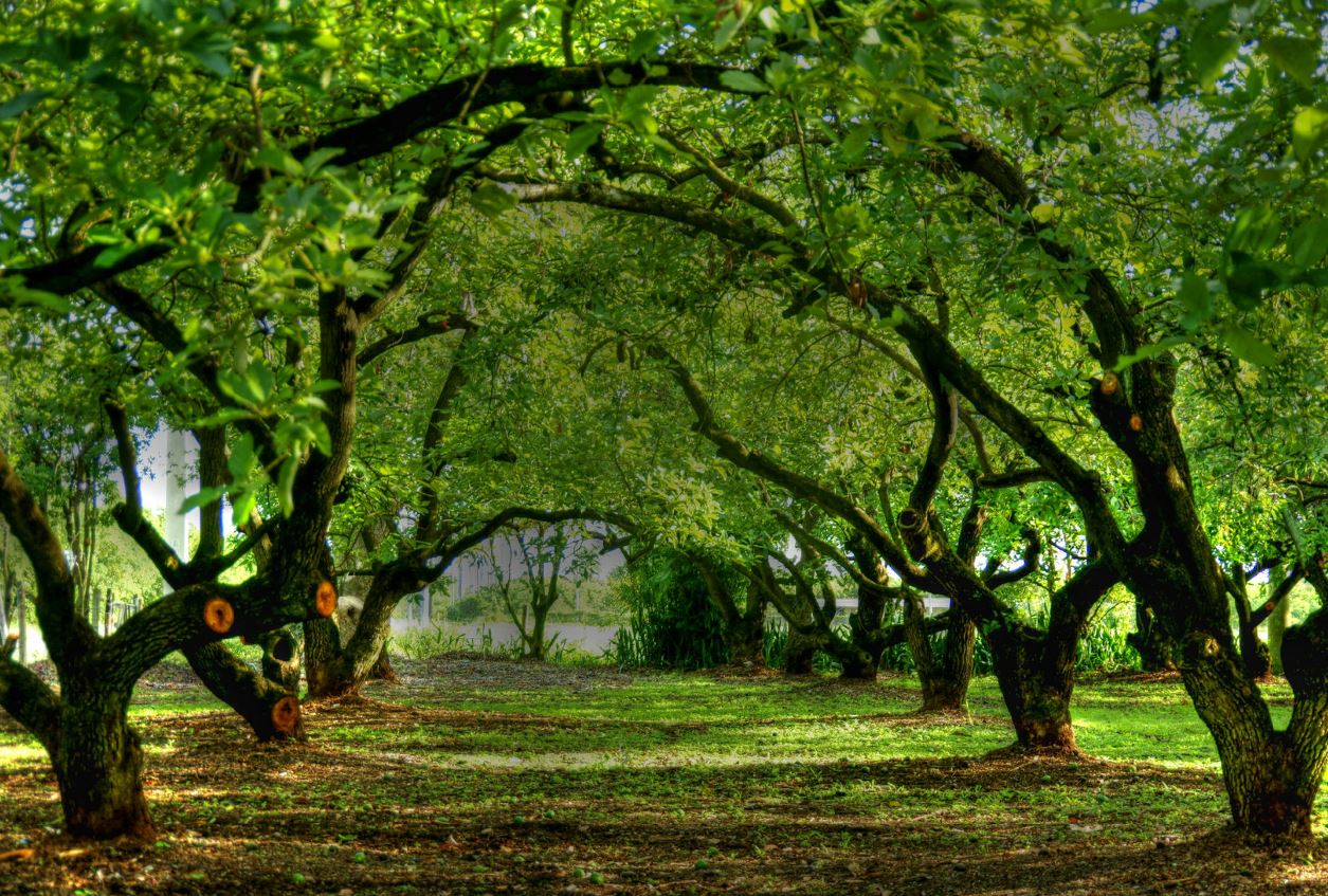 cremation services in Powder Springs, GA