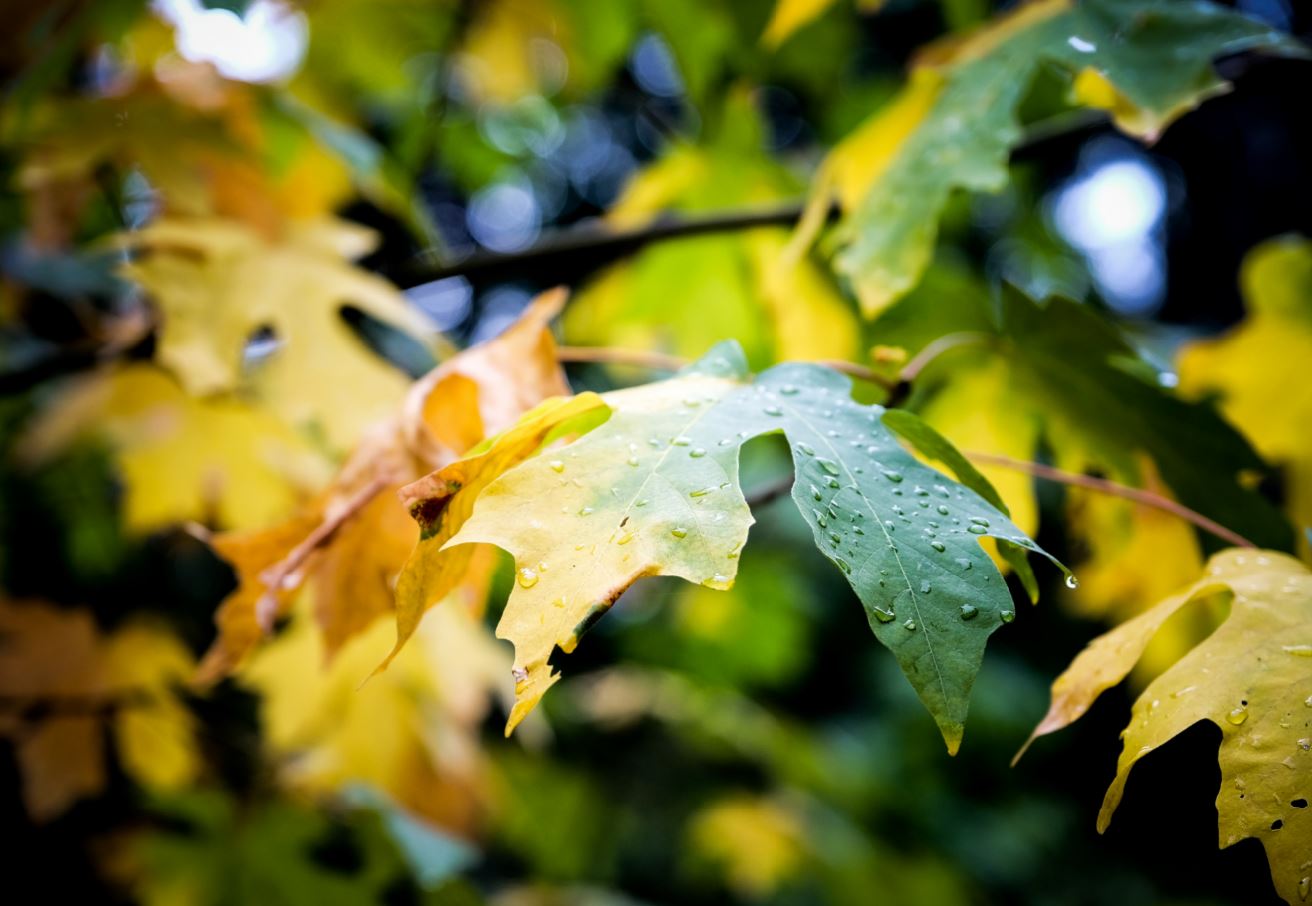 cremation service in Austell, GA