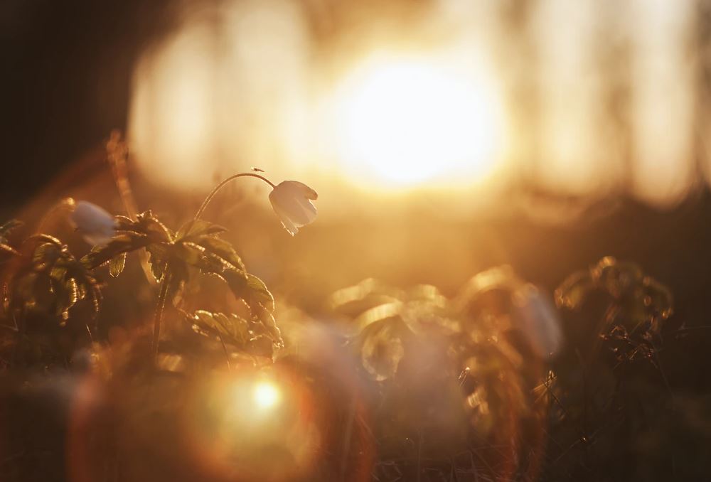 Marietta, GA cremation services