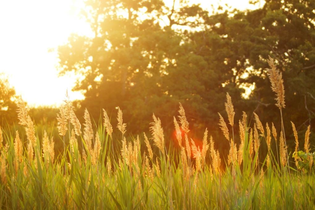 cremation service in Powder Springs, GA