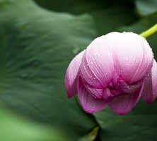 cremation services in Powder Springs, GA