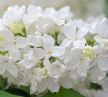 cremation services in Powder Springs, GA