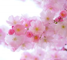funeral homes in Marietta, GA