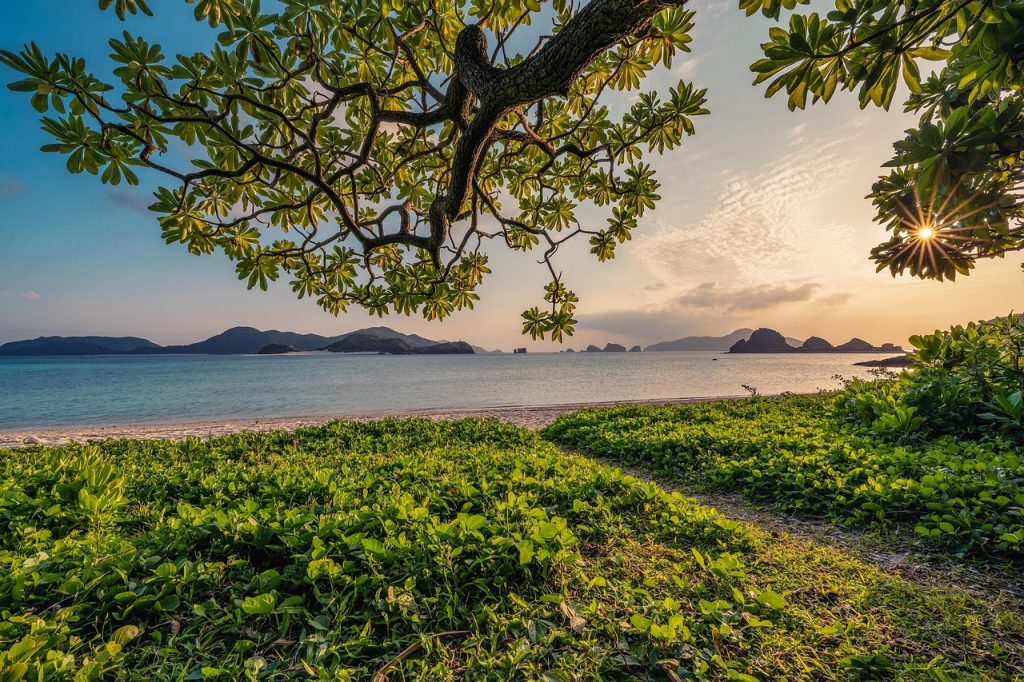 Peaceful Beach Scene with Green Foliage, Calm Sea, and Sunlight Shining Through Tree Branches at Sunset