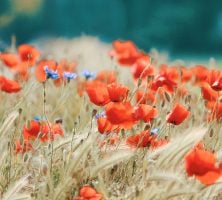 Field Of Bright Red Poppies And Small Blue Wildflowers Swaying In Soft Golden Grass