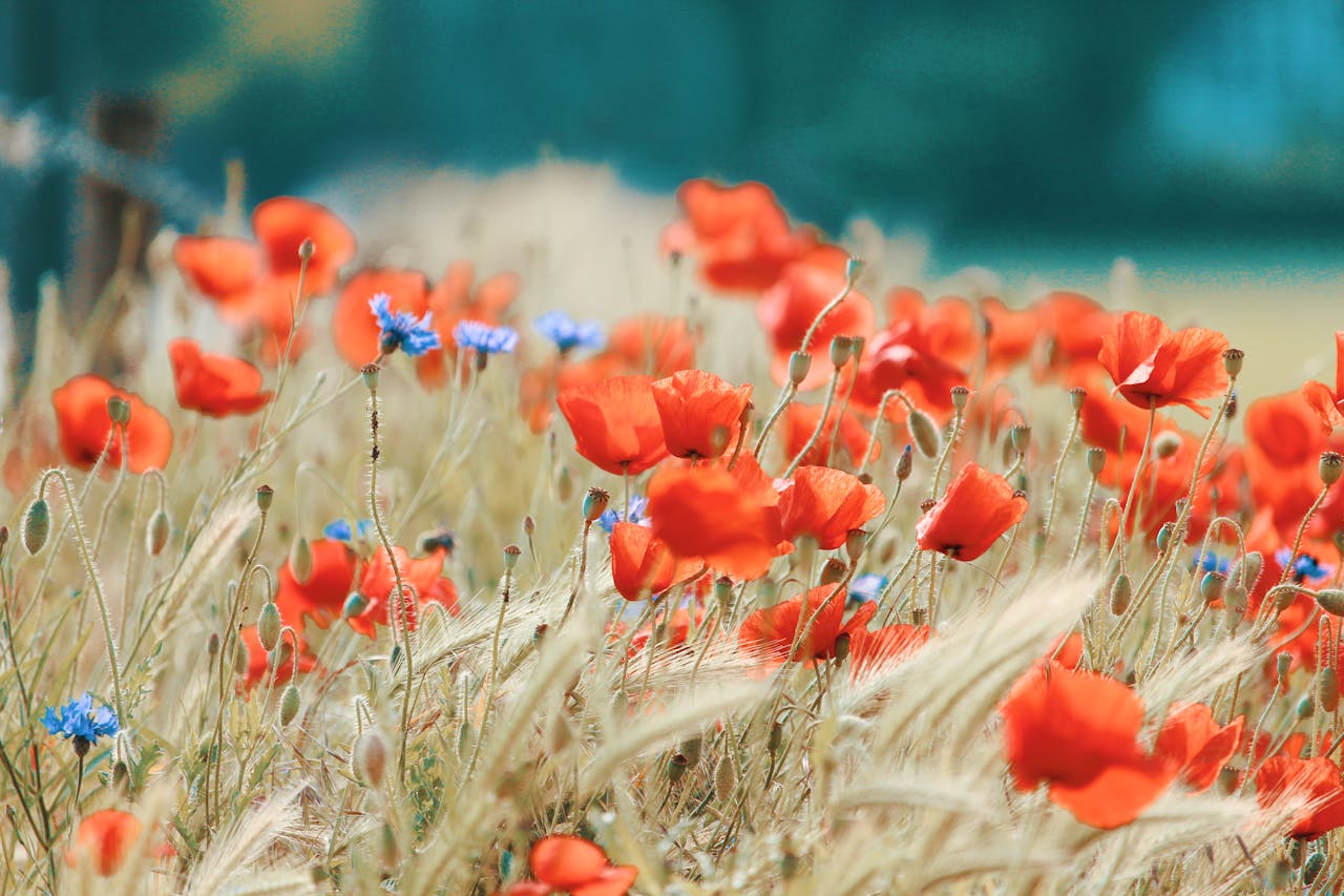Field Of Bright Red Poppies And Small Blue Wildflowers Swaying In Soft Golden Grass