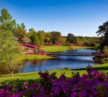 Vibrant Garden Landscape With Pink Flowers Surrounding A Pond