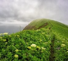 Lush Green Hillside Trail With Wildflowers Overlooking Misty Ocean Coast