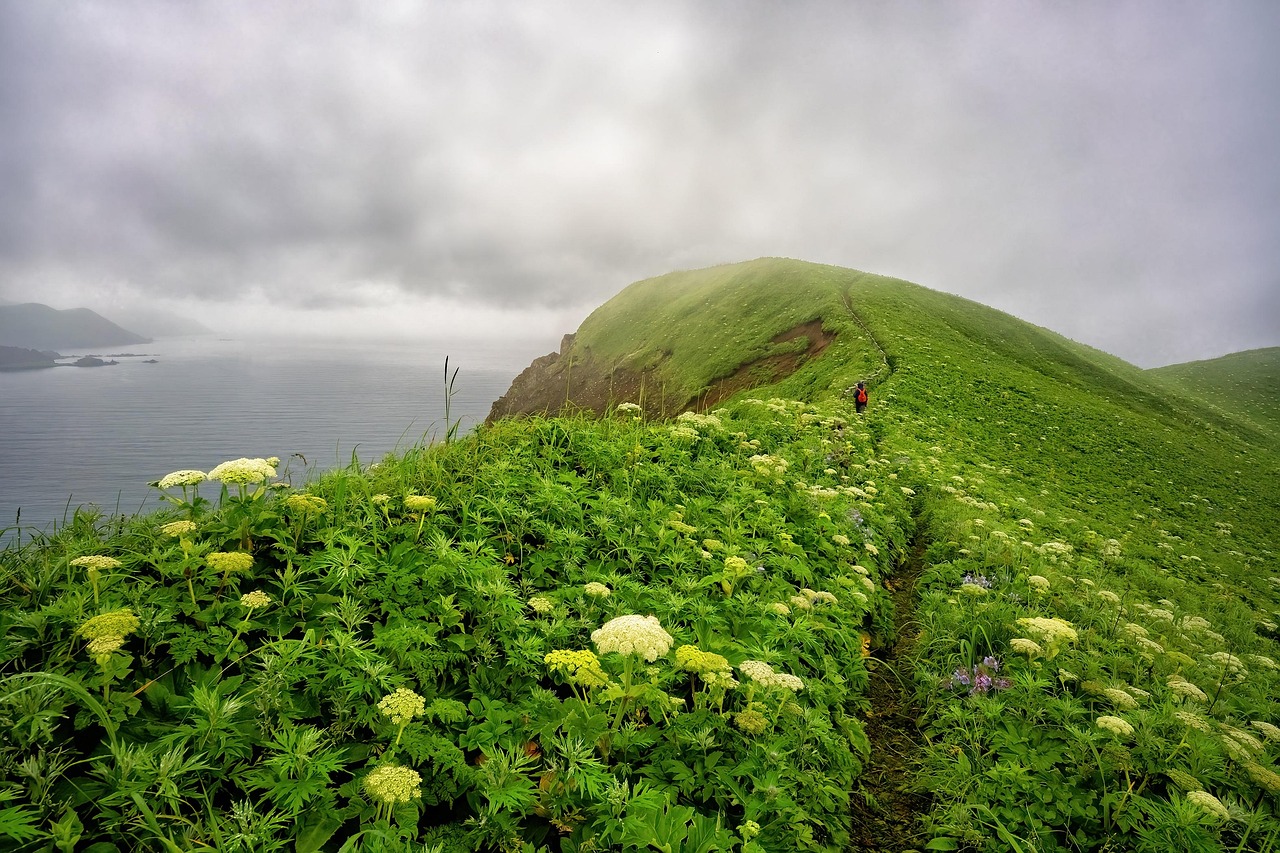 Lush Green Hillside Trail With Wildflowers Overlooking Misty Ocean Coast