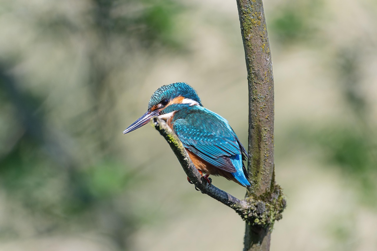 Blue Kingfisher Perched On Tree Branch With Soft Blurred Background