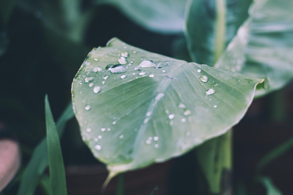 Green Leaf With Dew Drops In Soft Natural Light