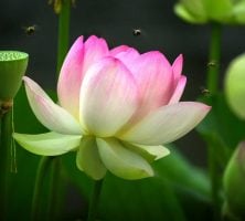 Pink Lotus Flower Blooming With Bees Hovering Above Green Stems And Seed Pod