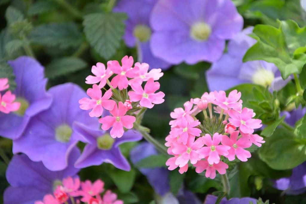 Pink Verbena Flower Clusters With Purple Petunia Blooms And Green Foliage Background