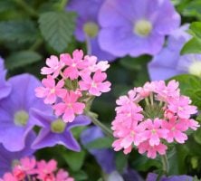 Pink Verbena Flower Clusters With Purple Petunia Blooms And Green Foliage Background