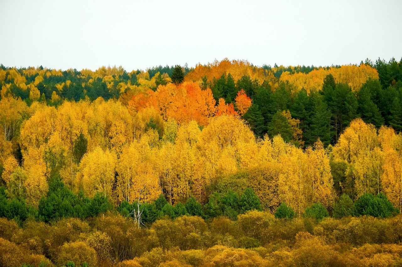 Autumn Forest Landscape with Golden Yellow and Orange Trees Mixed with Evergreen Pines