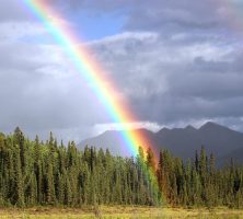 Vibrant Rainbow Over Evergreen Forest with Mountain Silhouette and Stormy Sky