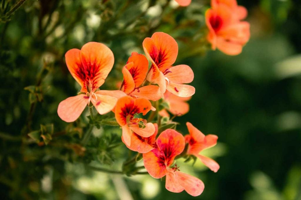 Orange Flowers In Bloom With Dark Centers And Green Background