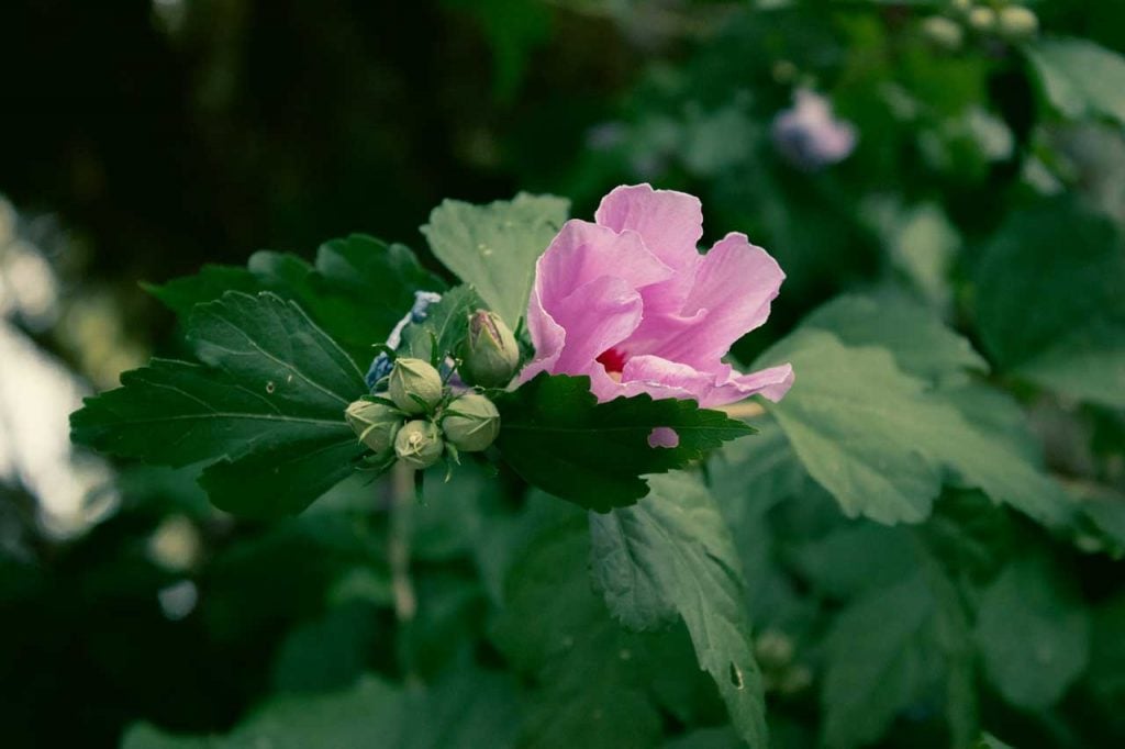 Pink Flower Blooming With Green Leaves And Buds