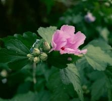 Pink Flower Blooming With Green Leaves And Buds