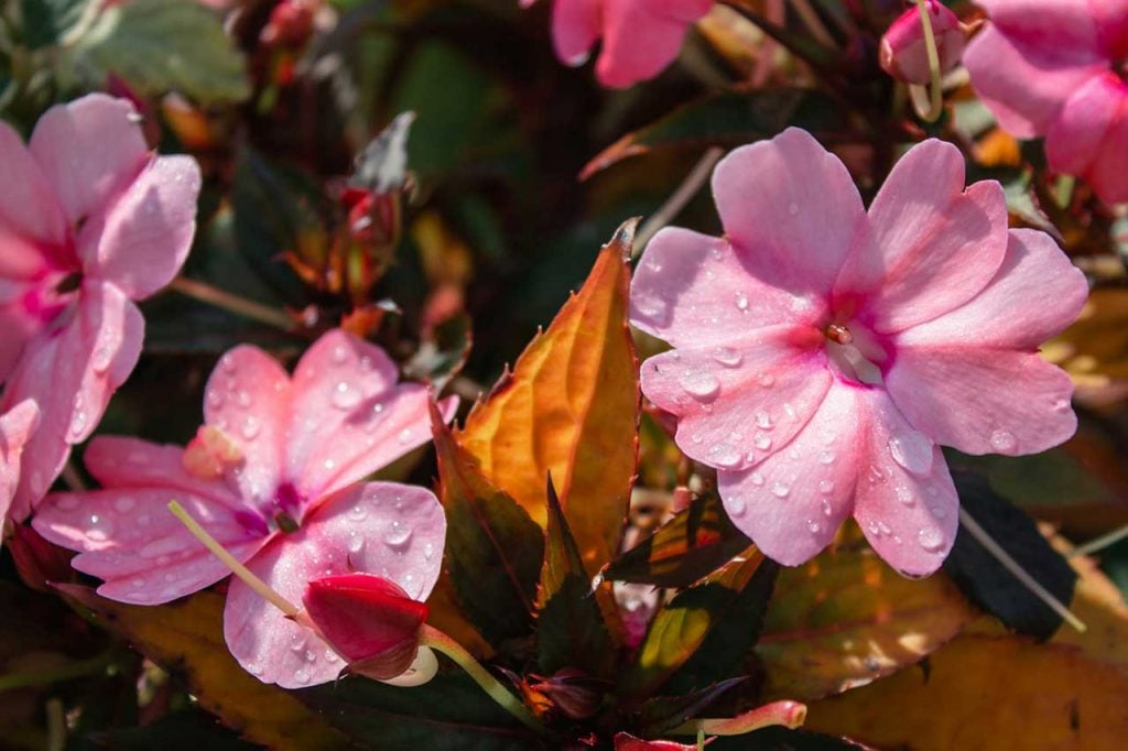 Pink Flowers With Water Droplets And Lush Green Foliage