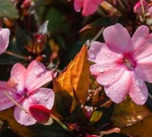 Pink Flowers With Water Droplets And Lush Green Foliage