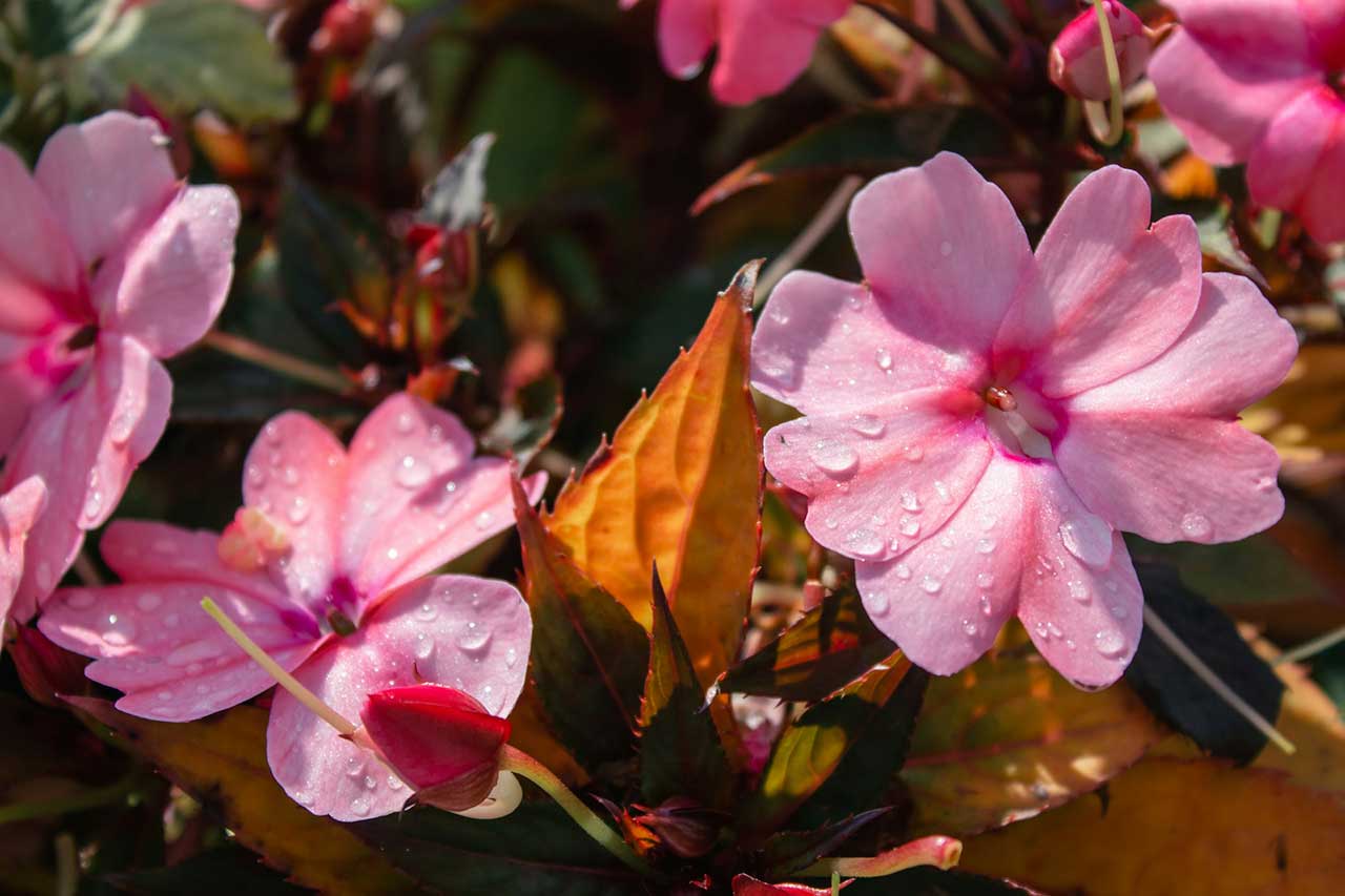 Pink Flowers With Water Droplets And Lush Green Foliage