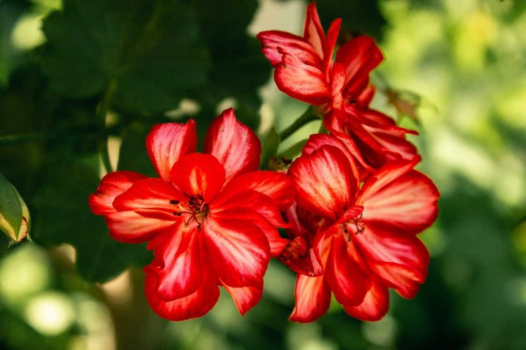 ed And White Flowers In Bloom With Green Background
