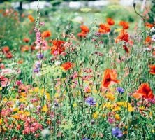 Colorful Wildflower Meadow with Red Poppies and Mixed Blooms