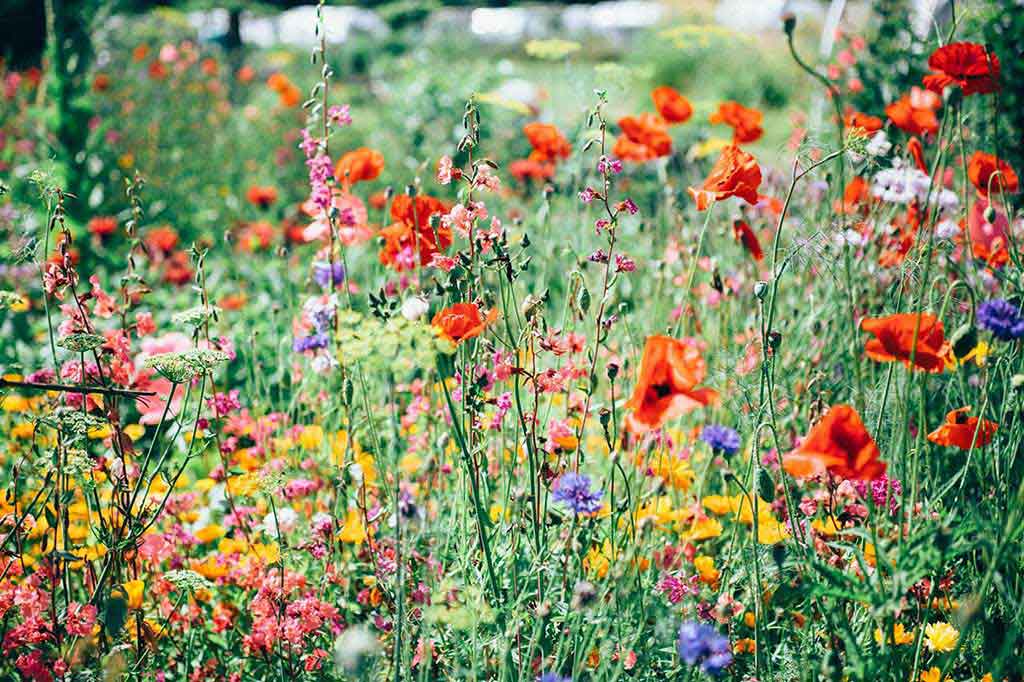 Colorful Wildflower Meadow with Red Poppies and Mixed Blooms